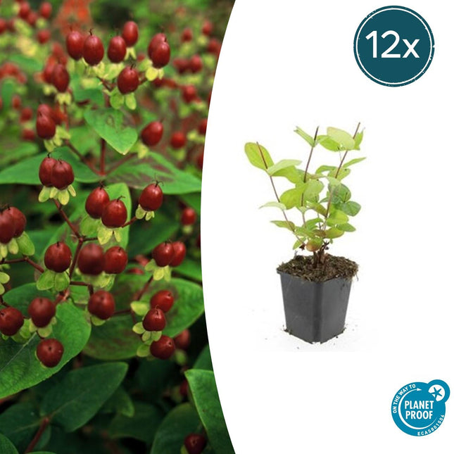 Johanniskraut Hypericum inodorum 'Beauty' – ↕10 - 25cm – Ø9cm – 12 Pflanzen – Winterharter Strauch für Beete, Bodendecker & Bienenfreundlicher Garten (Plant) kaufen bei Linkreich – Jetzt entdecken!