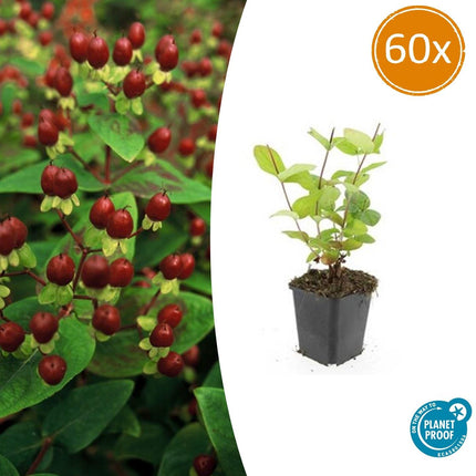 Johanniskraut Hypericum inodorum 'Beauty' – ↕10 - 25cm – Ø9cm – 60 Pflanzen – Winterharter Strauch mit goldgelben Blüten (Plant) kaufen bei Linkreich – Jetzt entdecken!