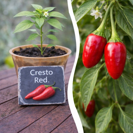 SEO. Jungpflanze Chili - Cresto Red - Linkreich