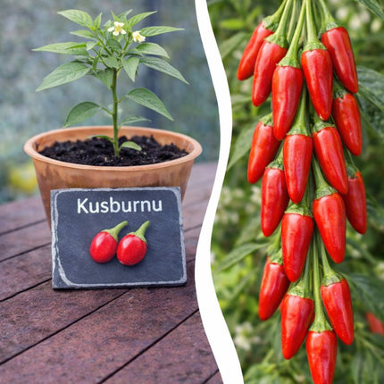 SEO. Jungpflanze Chili - Kusburnu - Linkreich
