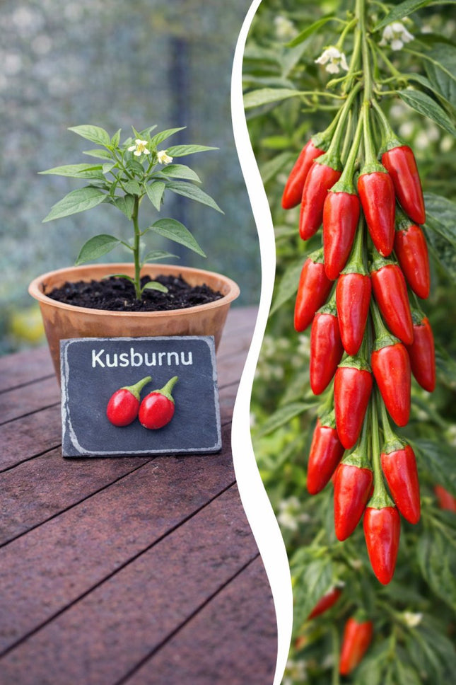 SEO. Jungpflanze Chili - Kusburnu - Linkreich