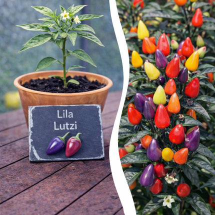SEO. Jungpflanze Chili - Lila Lutzi - Linkreich