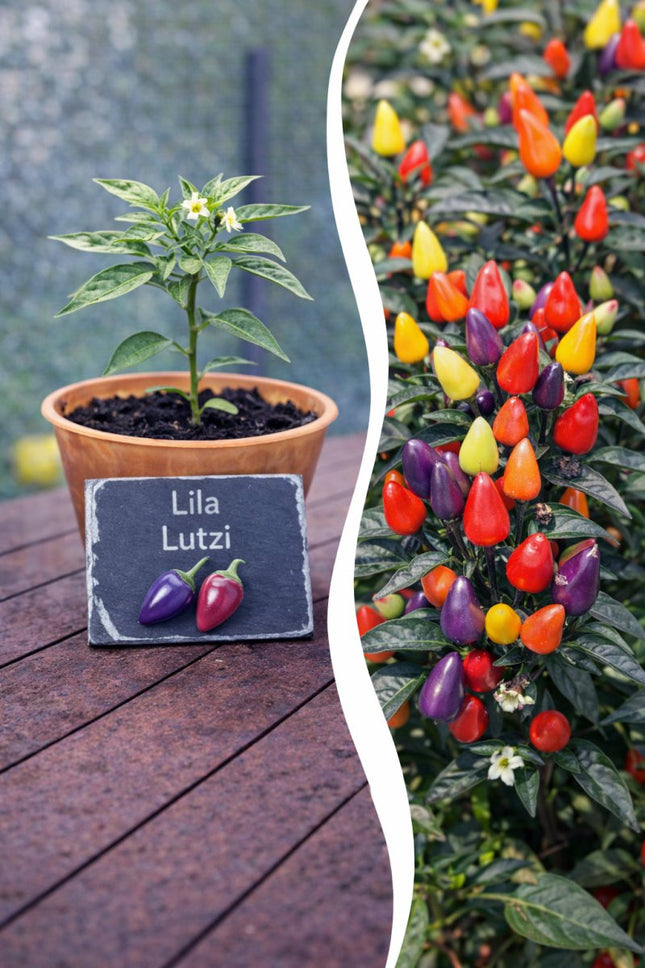 SEO. Jungpflanze Chili - Lila Lutzi - Linkreich