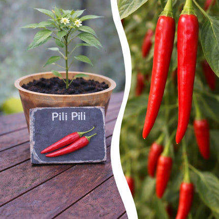SEO. Jungpflanze Chili - Pili Pili - Linkreich