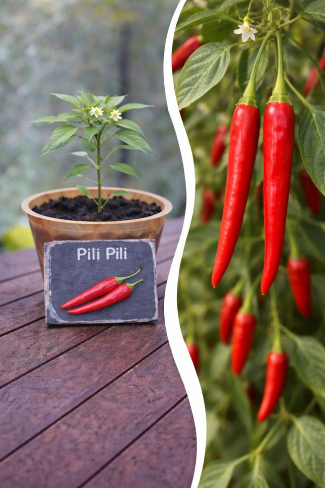 SEO. Jungpflanze Chili - Pili Pili - Linkreich