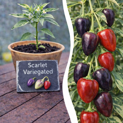SEO. Jungpflanze Chili - Scarlett Variegated - Linkreich