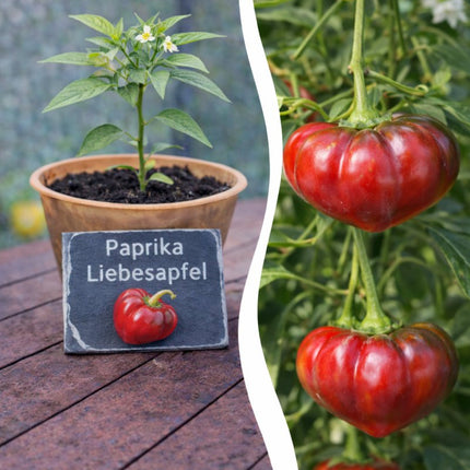SEO. Jungpflanze Paprika - Liebesapfel - Linkreich