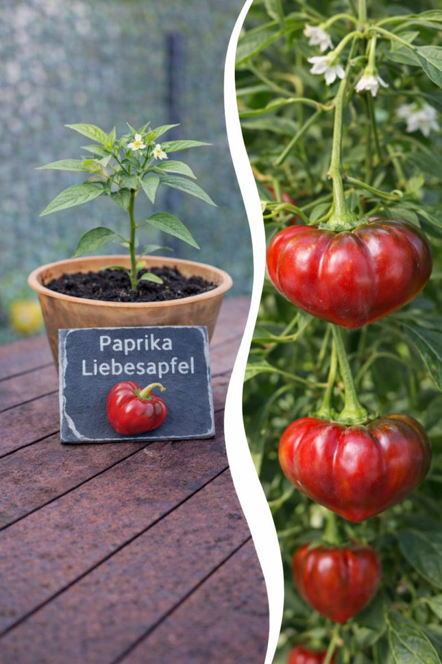 SEO. Jungpflanze Paprika - Liebesapfel - Linkreich