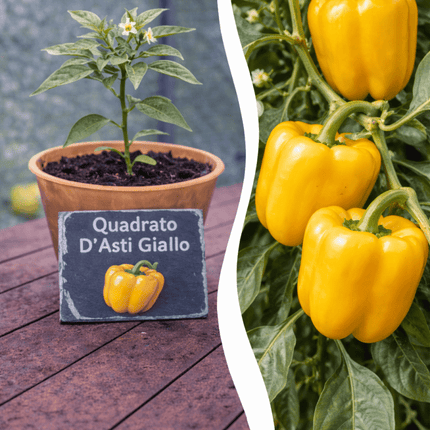SEO. Jungpflanze Paprika - Quadrato d’Asti Giallo - Linkreich