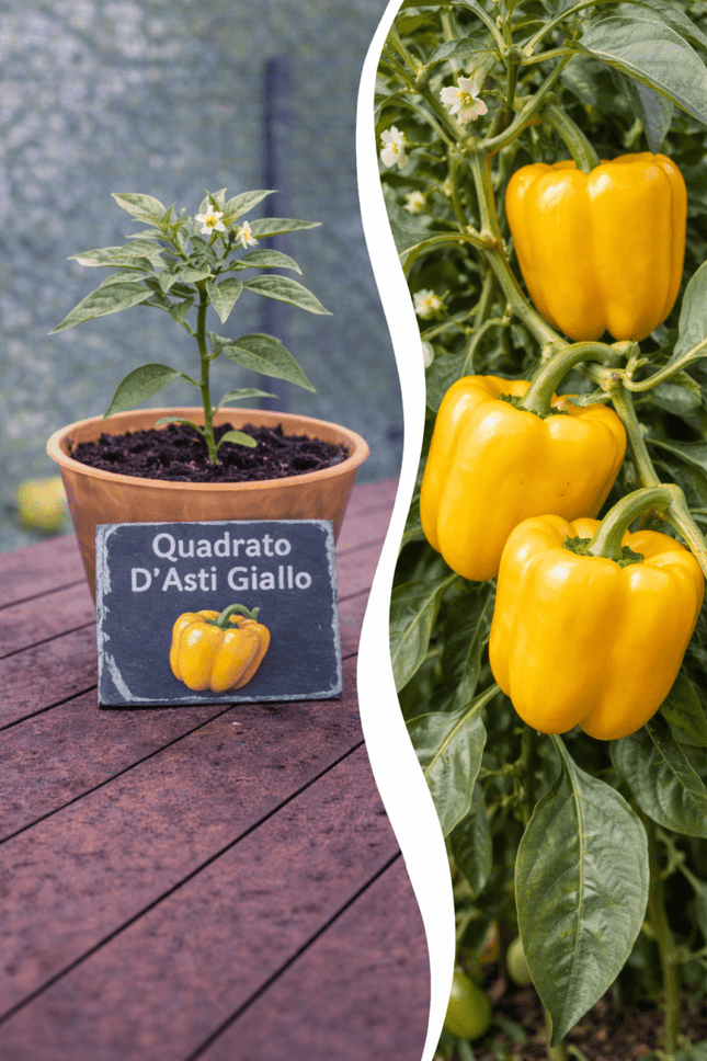 SEO. Jungpflanze Paprika - Quadrato d’Asti Giallo - Linkreich