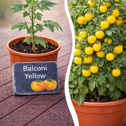 SEO. Jungpflanze Tomate - Balconi Yellow - Linkreich