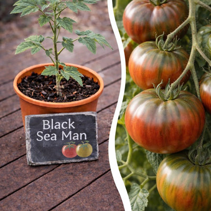SEO. Jungpflanze Tomate - Black Sea Man - Linkreich