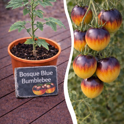 SEO. Jungpflanze Tomate - Bosque Blue Bumblebee - Linkreich