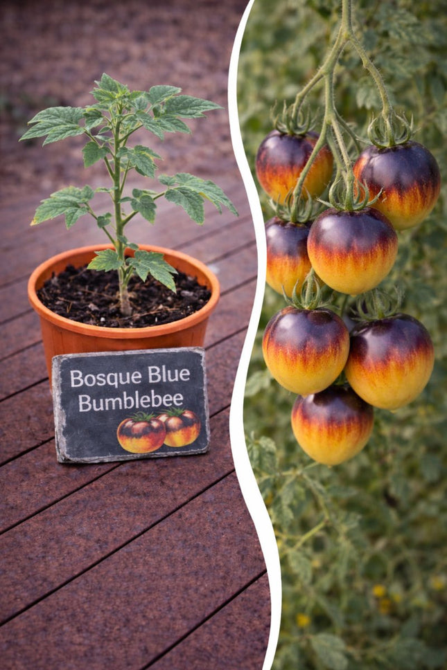 SEO. Jungpflanze Tomate - Bosque Blue Bumblebee - Linkreich