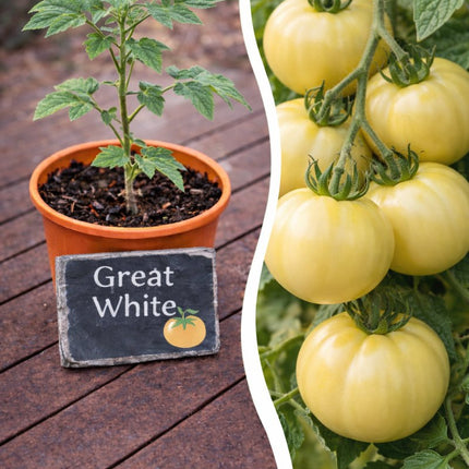 SEO. Jungpflanze Tomate - Great White - Linkreich