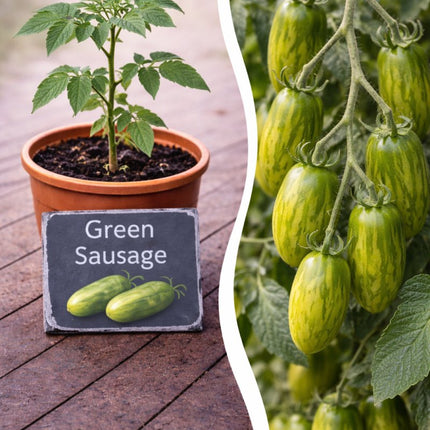 SEO. Jungpflanze Tomate - Green Sausage - Linkreich
