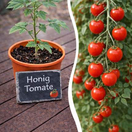 SEO. Jungpflanze Tomate - Honigtomate - Linkreich