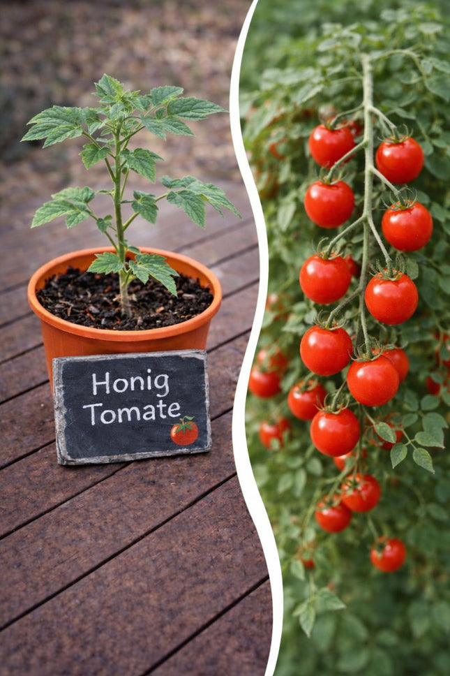 SEO. Jungpflanze Tomate - Honigtomate - Linkreich
