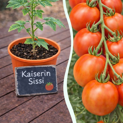SEO. Jungpflanze Tomate - Kaiserin Sissi - Linkreich