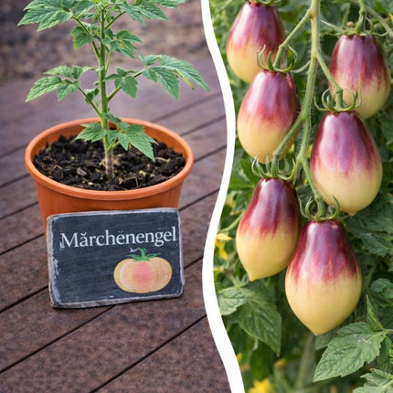 SEO. Jungpflanze Tomate - Märchenengel - Linkreich