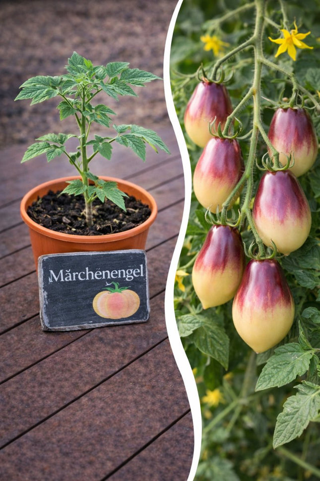 SEO. Jungpflanze Tomate - Märchenengel - Linkreich