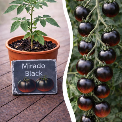 SEO. Jungpflanze Tomate - Mirado Black - Linkreich