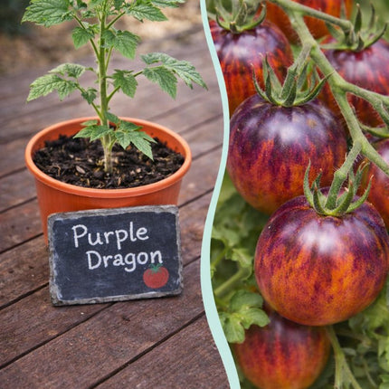 SEO. Jungpflanze Tomate - Purple Dragon - Linkreich