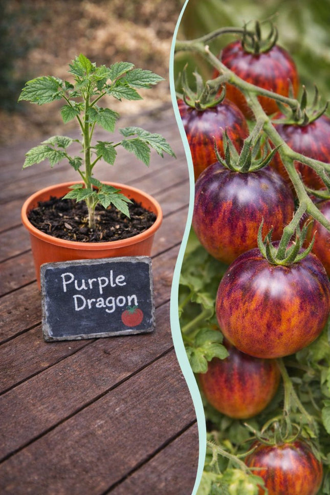 SEO. Jungpflanze Tomate - Purple Dragon - Linkreich