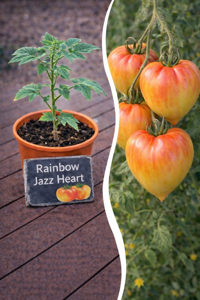 SEO. Jungpflanze Tomate - Rainbow Jazz Heart - Linkreich