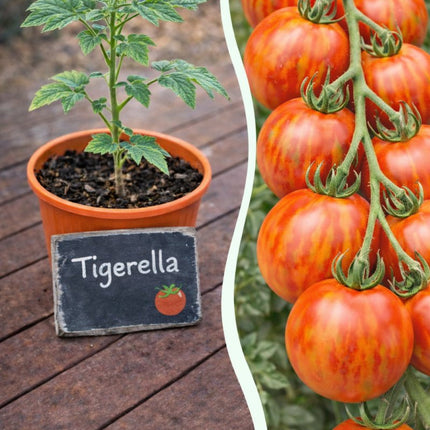 SEO. Jungpflanze Tomate - Tigerella - Linkreich