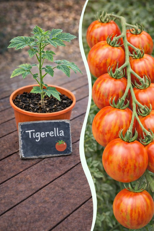 SEO. Jungpflanze Tomate - Tigerella - Linkreich