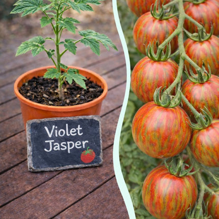 SEO. Jungpflanze Tomate - Violet Jasper - Linkreich