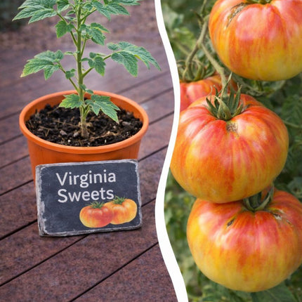SEO. Jungpflanze Tomate - Virginia Sweets - Linkreich
