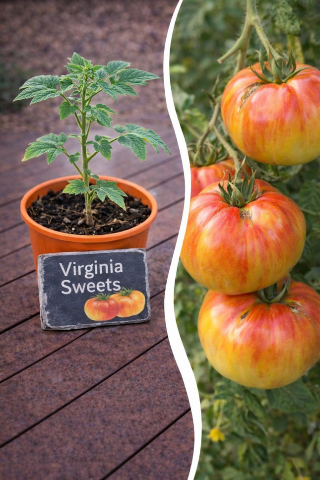 SEO. Jungpflanze Tomate - Virginia Sweets - Linkreich