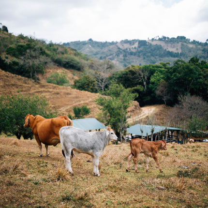 Filter Coffee - Jorge Vásquez - Catuai Natural