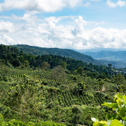 Costa Rica - Diego Robelo - Centroamericano Anaerobic Natural