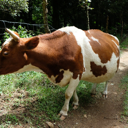 Filter Coffee - Jorge Vásquez - Catuai Natural