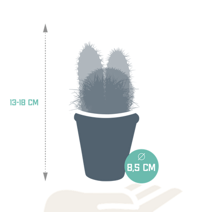 Kakteen Mix – 3 Pflanzen – Ø8,5cm Zimmerpflanzen im Terrakotta - Topf – Verschiedene Kakteen im mediterranen Tontopf – Pflegeleichte Sukkulenten für Fensterbank, Büro & Wohnzimmer (Plant) kaufen bei Linkreich – Jetzt entdecken!