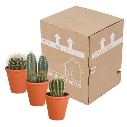 Kakteen Mix – 3 Pflanzen – Ø8,5cm Zimmerpflanzen im Terrakotta - Topf – Verschiedene Kakteen im mediterranen Tontopf – Pflegeleichte Sukkulenten für Fensterbank, Büro & Wohnzimmer (Plant) kaufen bei Linkreich – Jetzt entdecken!