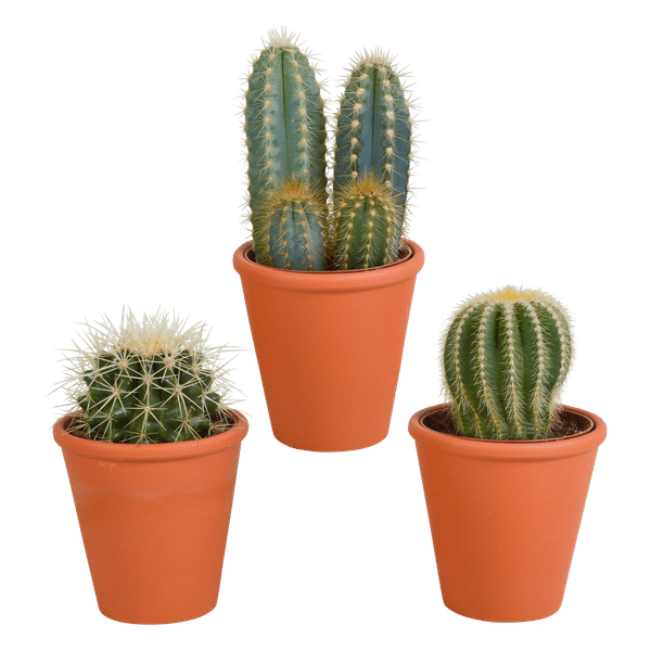 Kakteen Mix – 3 Pflanzen – Ø8,5cm Zimmerpflanzen im Terrakotta - Topf – Verschiedene Kakteen im mediterranen Tontopf – Pflegeleichte Sukkulenten für Fensterbank, Büro & Wohnzimmer (Plant) kaufen bei Linkreich – Jetzt entdecken!