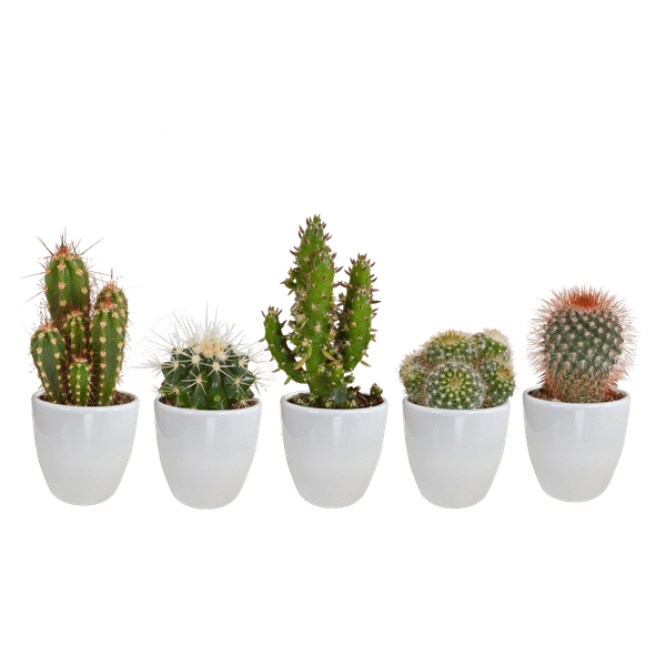 Kakteen Mix – 5 Pflanzen– Ø5,5cm Zimmerpflanzen im weißen Topf– Verschiedene Mini - Kakteen im Übertopf – Pflegeleichte Sukkulenten für Fensterbank, Büro & Wohnzimmer (Plant) kaufen bei Linkreich – Jetzt entdecken!