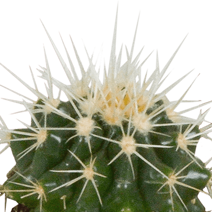 Kakteen Mix – 5 Pflanzen– Ø5,5cm Zimmerpflanzen im weißen Topf– Verschiedene Mini - Kakteen im Übertopf – Pflegeleichte Sukkulenten für Fensterbank, Büro & Wohnzimmer (Plant) kaufen bei Linkreich – Jetzt entdecken!