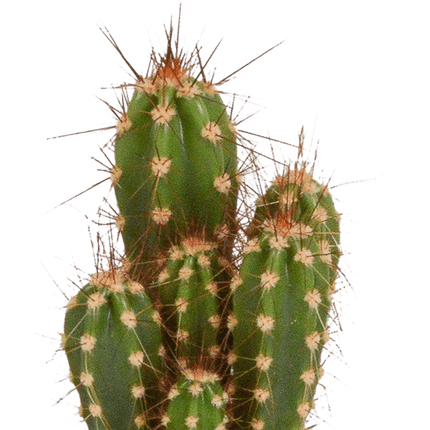 Kakteen Mix – 5 Pflanzen– Ø5,5cm Zimmerpflanzen im weißen Topf– Verschiedene Mini - Kakteen im Übertopf – Pflegeleichte Sukkulenten für Fensterbank, Büro & Wohnzimmer (Plant) kaufen bei Linkreich – Jetzt entdecken!