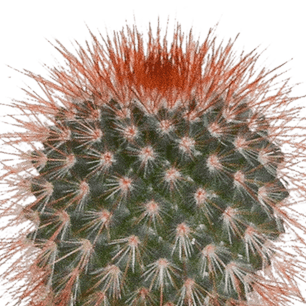 Kakteen Mix – 5 Pflanzen– Ø5,5cm Zimmerpflanzen im weißen Topf– Verschiedene Mini - Kakteen im Übertopf – Pflegeleichte Sukkulenten für Fensterbank, Büro & Wohnzimmer (Plant) kaufen bei Linkreich – Jetzt entdecken!