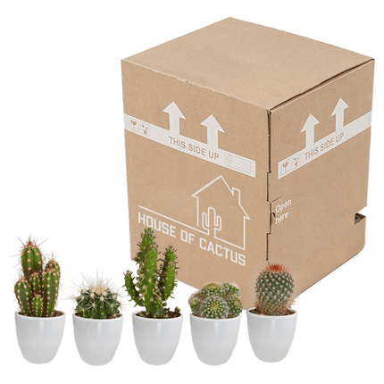 Kakteen Mix – 5 Pflanzen– Ø5,5cm Zimmerpflanzen im weißen Topf– Verschiedene Mini - Kakteen im Übertopf – Pflegeleichte Sukkulenten für Fensterbank, Büro & Wohnzimmer (Plant) kaufen bei Linkreich – Jetzt entdecken!