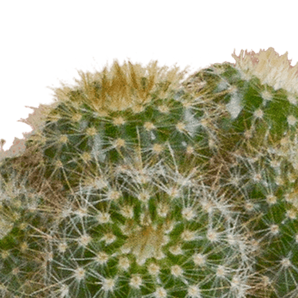 Kakteen Mix – 5 Pflanzen– Ø5,5cm Zimmerpflanzen im weißen Topf– Verschiedene Mini - Kakteen im Übertopf – Pflegeleichte Sukkulenten für Fensterbank, Büro & Wohnzimmer (Plant) kaufen bei Linkreich – Jetzt entdecken!