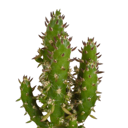 Kakteen Mix – 5 Pflanzen– Ø5,5cm Zimmerpflanzen im weißen Topf– Verschiedene Mini - Kakteen im Übertopf – Pflegeleichte Sukkulenten für Fensterbank, Büro & Wohnzimmer (Plant) kaufen bei Linkreich – Jetzt entdecken!