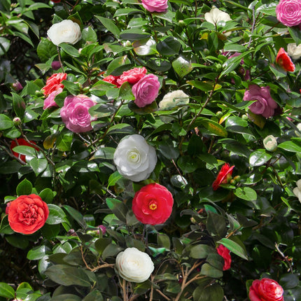 Kamelie Camellia japonica Tricolour – Strauch – Blüte Rosa, Weiß & Rot – Immergrün – 15cm Höhe 30cm – Für Garten & Terrasse (Plant) kaufen bei Linkreich – Jetzt entdecken!