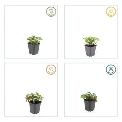 Kanadischer Hartriegel Cornus canadensis – ↕10 - 25cm – Ø9cm – 12 Pflanzen – Bodendecker - Pflanze – Immergrün – Schattentauglich – Für Beete & Garten (Plant) kaufen bei Linkreich – Jetzt entdecken!