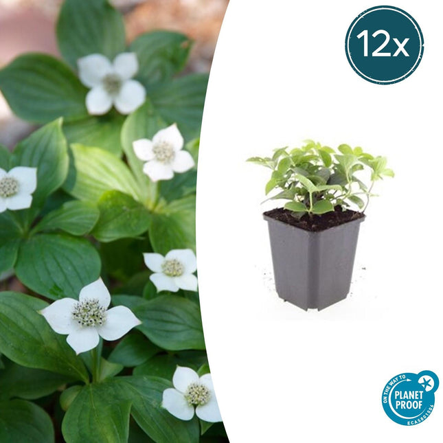 Kanadischer Hartriegel Cornus canadensis – ↕10 - 25cm – Ø9cm – 12 Pflanzen – Bodendecker - Pflanze – Immergrün – Schattentauglich – Für Beete & Garten (Plant) kaufen bei Linkreich – Jetzt entdecken!